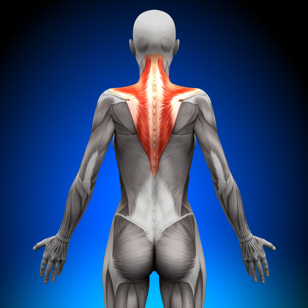 斜方肌——女性解剖学肌肉图片下载