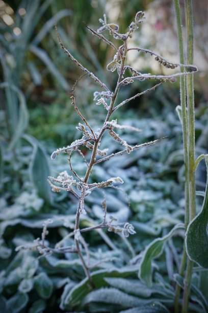 霜对植物图片下载