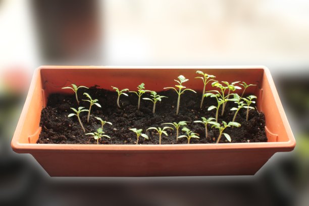 番茄幼苗图片下载