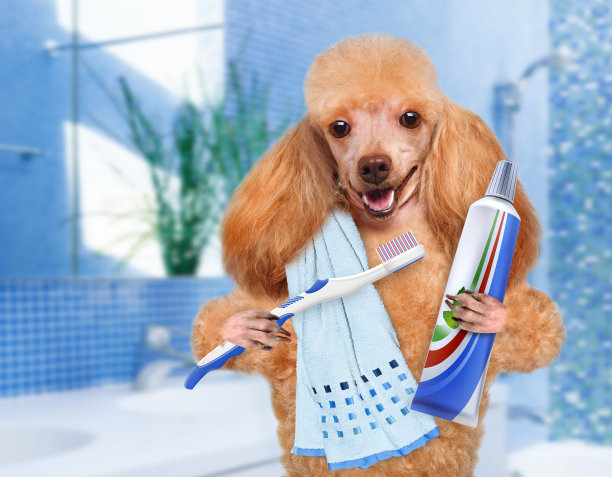 刷牙的狗图片下载