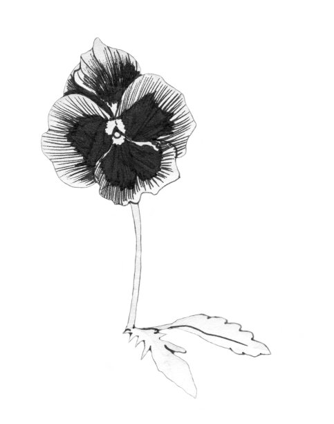 紫白色图片下载