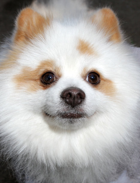 可爱的波美拉尼亚的特写图片下载