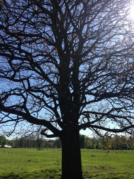 伦敦的公园图片下载