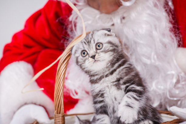 一只小猫从圣诞老人的圣诞篮子里往外偷看图片下载