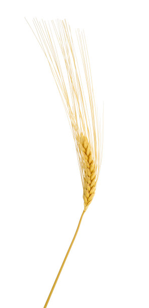 单一的小麦图片下载