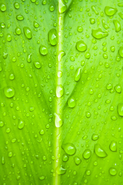 叶和滴图片下载