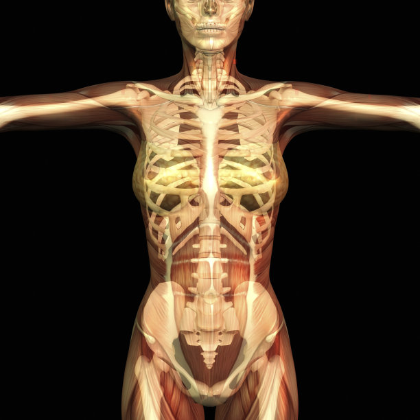 人体解剖学图片下载