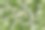 在灿烂的阳光下，田野上开满了雏菊。图片下载