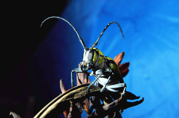 鹿角虫图片下载