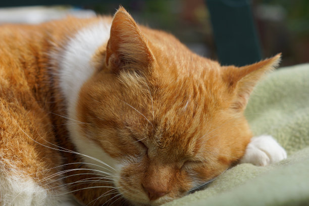 睡觉的猫图片下载