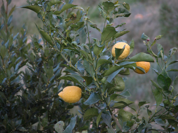 我是西班牙人图片下载