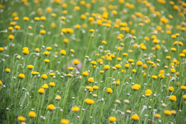 洋甘菊花卉图片下载