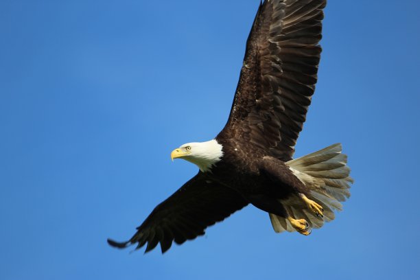 白头海雕图片下载