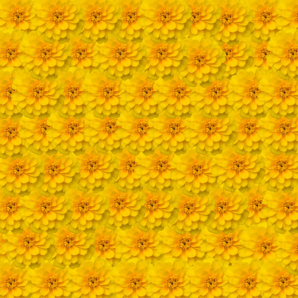 法国金盏花背景图片下载