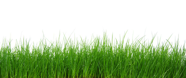 白色背景上的绿草图片下载