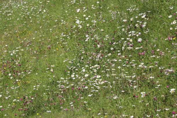 高山草地上的野花图片下载