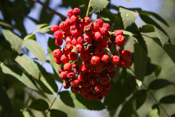 花楸浆果，山梣树，有成熟的浆果图片下载