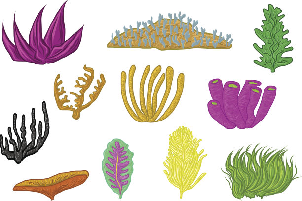 珊瑚组图片下载