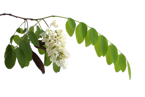 孤立于白色上的刺槐(Robinia pseudoacacia)枝图片下载