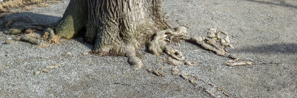 树的根，奥兰治村，杜福林县，加拿大安大略省图片下载