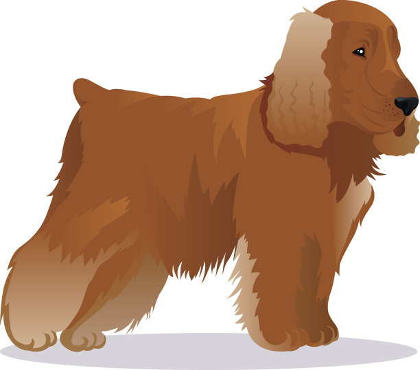 小猎犬的狗图片下载