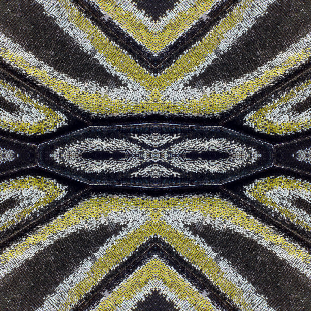 蝴蝶的翅膀艺术图片下载