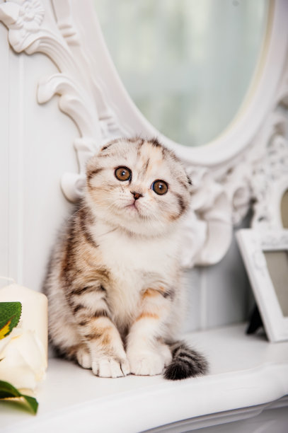 苏格兰折耳猫的猫图片下载