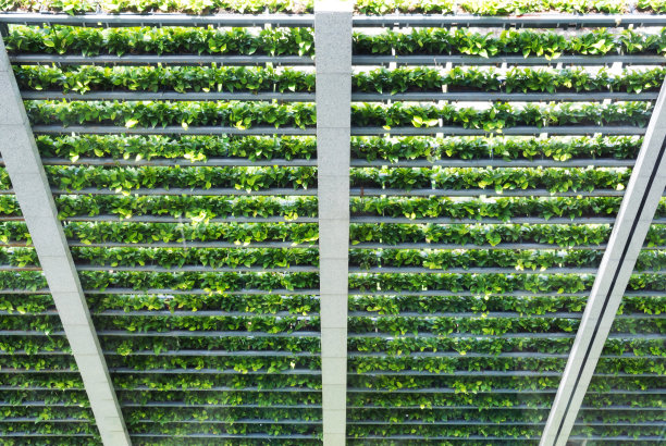 天然的绿色壁图片下载