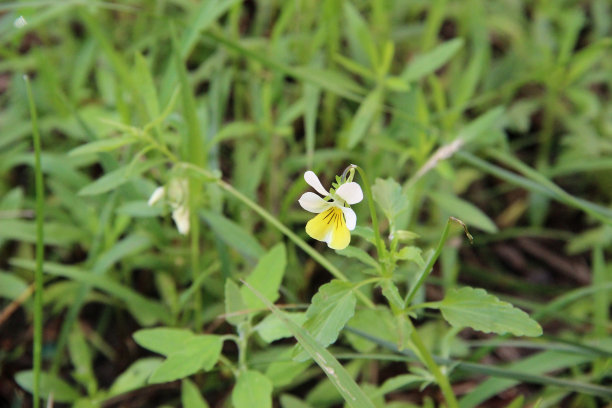 寂寞的野花三色堇图片下载