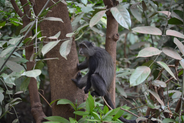 非洲长尾黑颚猴猴图片下载