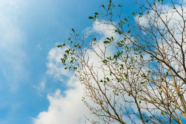 干燥的树和蓝天，云的背景图片下载