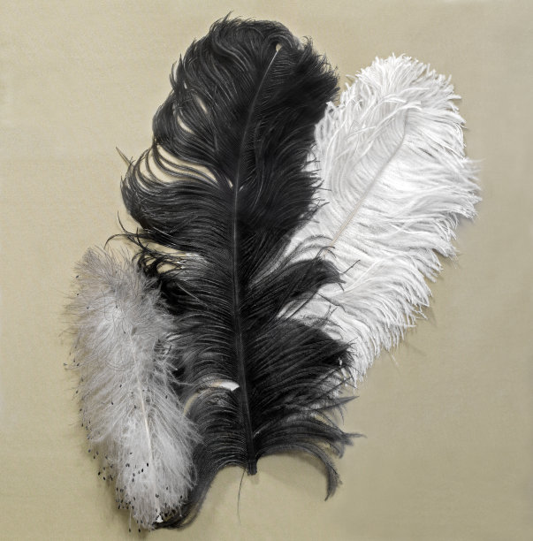 19世纪有羽毛的女性帽子图片下载