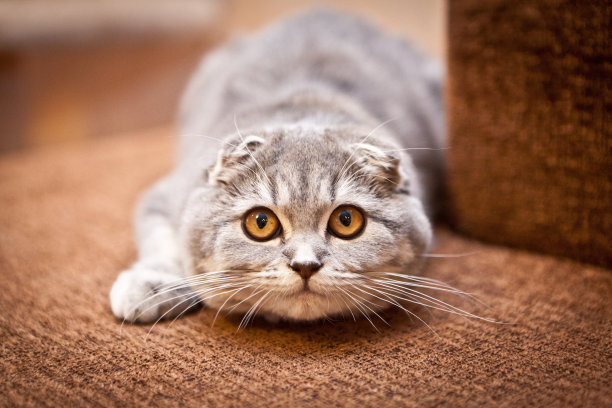 苏格兰折耳猫的猫图片下载