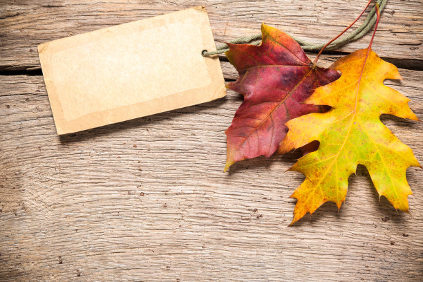 带枫叶的销售标签图片下载