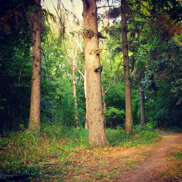 在春天公园。图片下载