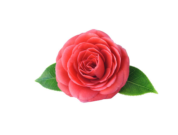 山茶花图片素材ID：157021210