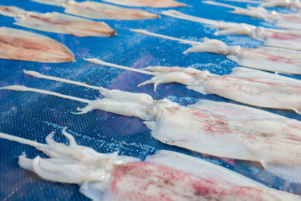 阳光下晒干鱿鱼图片下载