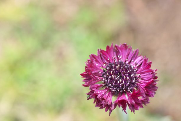 矢车菊图片下载