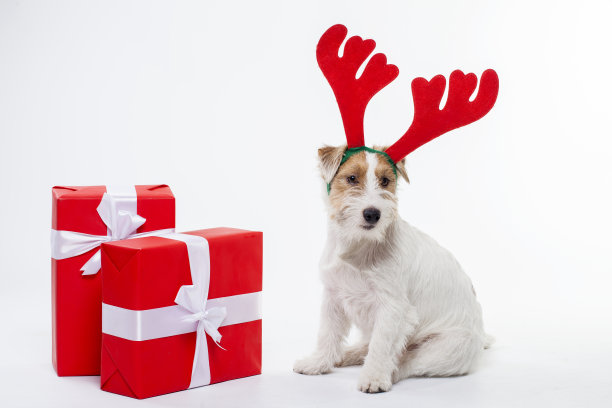 带着鹿角的小狗杰克罗素梗圣诞礼物图片下载