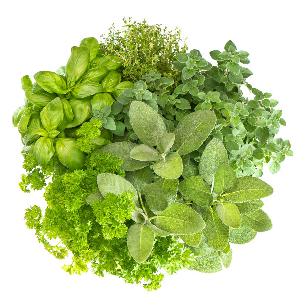 新鲜香草罗勒，马角兰，欧芹，迷迭香，百里香，鼠尾草图片下载