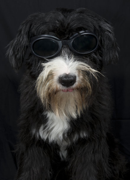 舌头的狗图片下载