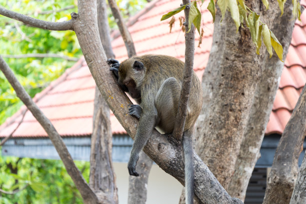 长尾猕猴，束尾猕猴，在树上睡觉的猴子图片下载