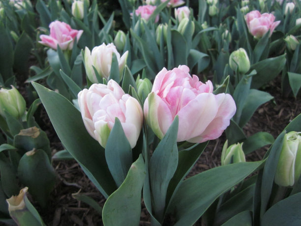 两朵花图片下载