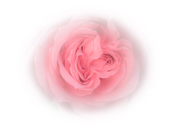 粉色玫瑰宏图片下载