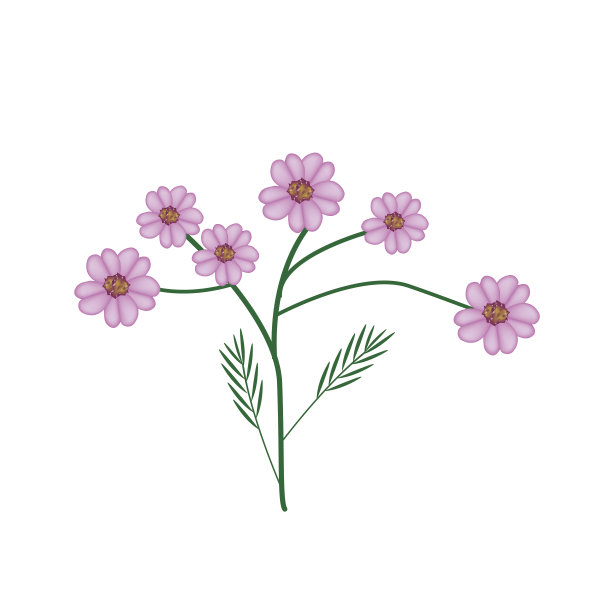 紫蓍草花或千叶蓍草花的开花图片下载