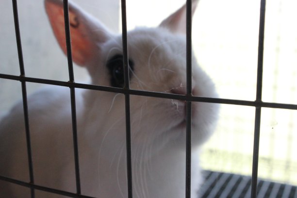 兔子在监狱图片下载