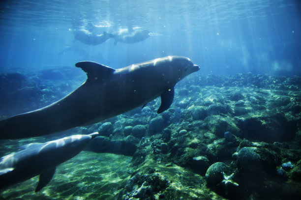 海豚在水下图片下载