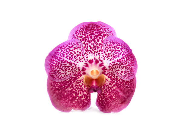 美丽盛开的兰花图片下载