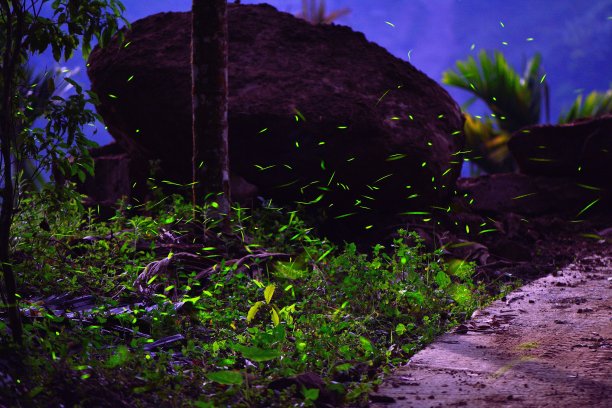 夜里，萤火虫在石边的草丛上飞舞图片下载