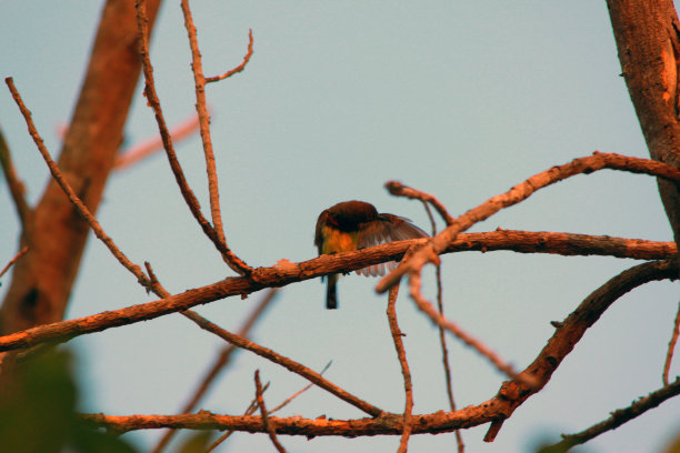 树上的鸟儿图片下载